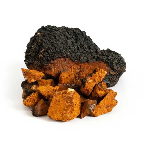 Organic Mushroom Coffee - Wild Brew