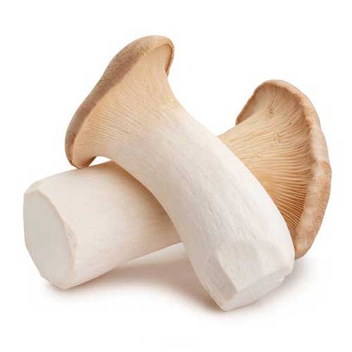 Organic Mushroom Coffee - Wild Brew