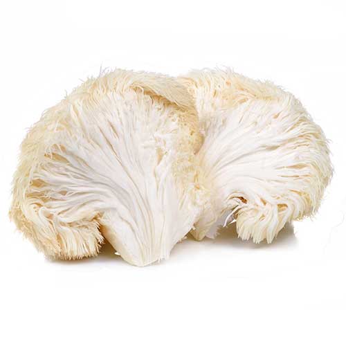 Organic Mushroom Coffee - Wild Brew