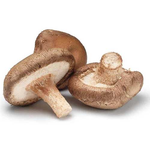 Organic Mushroom Coffee - Wild Brew